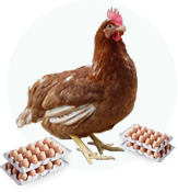 おいしい卵をお求めなら、是非とも浮野養鶏にお問い合わせください。